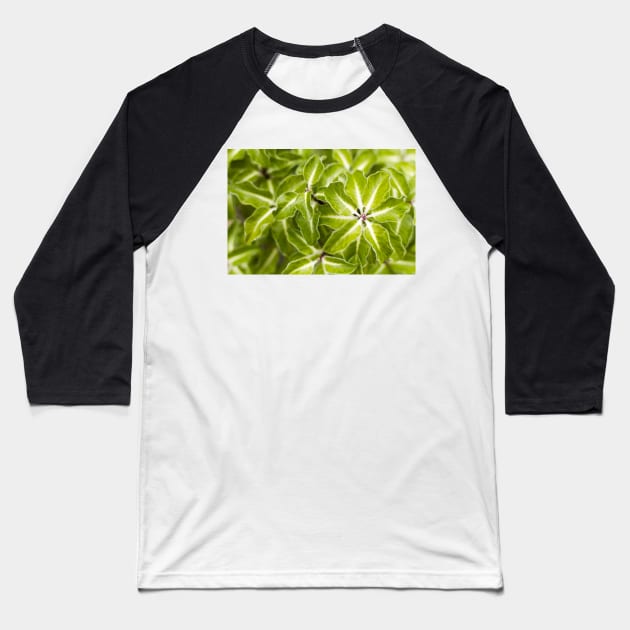 Pittosporum tenuifolium Arundel Green Baseball T-Shirt by heidiannemorris